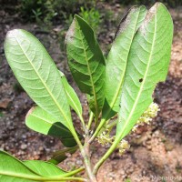 Mangifera zeylanica (Blume) Hook.f.